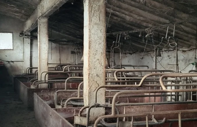 Помещения за отглеждане на свине в производствена база.